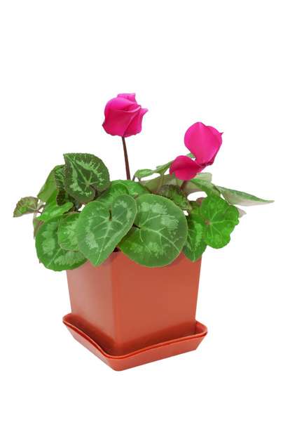 Red cyclamen in a pot - Photo, Image