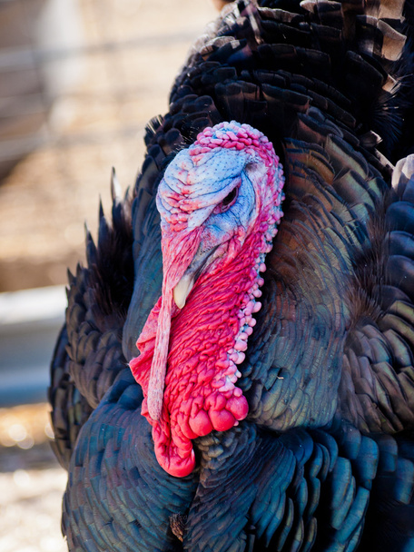 Thanksgiving Turkey - Photo, Image