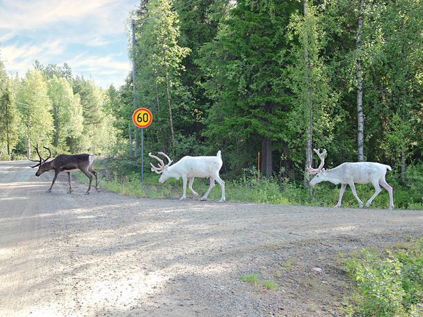tres ciervos del norte están en un camino forestal
 - Foto, imagen