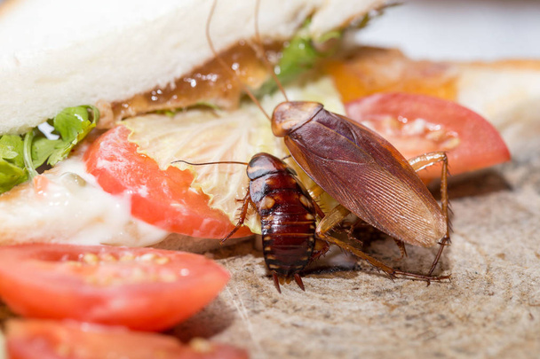 Scarafaggio morto, Il problema in casa a causa degli scarafaggi
  - Foto, immagini