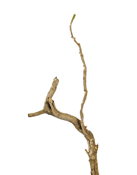 Dry branch - Photo, Image