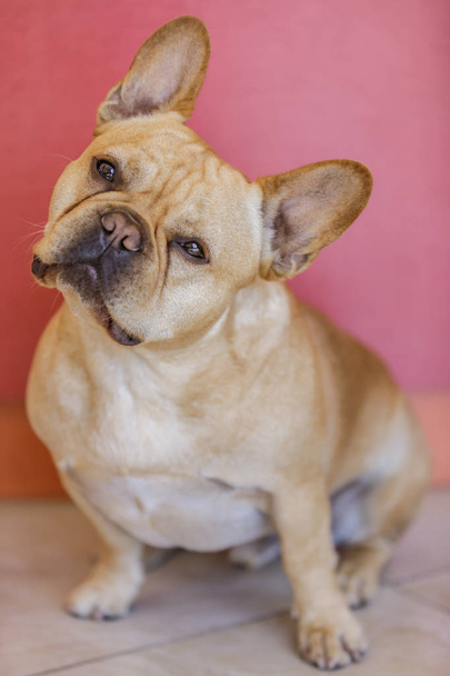 Attentive Male Frenchie Head Tilting. Young French Bulldog posing with a facial expression. - Фото, зображення