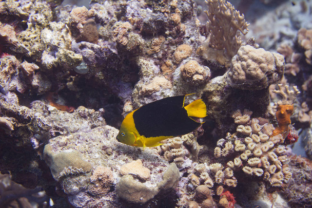 roca belleza angelfish
 - Foto, imagen