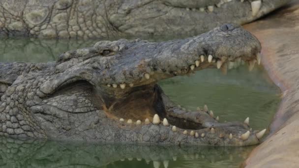Krokodyl w wodzie z otwartymi szczękami - Materiał filmowy, wideo