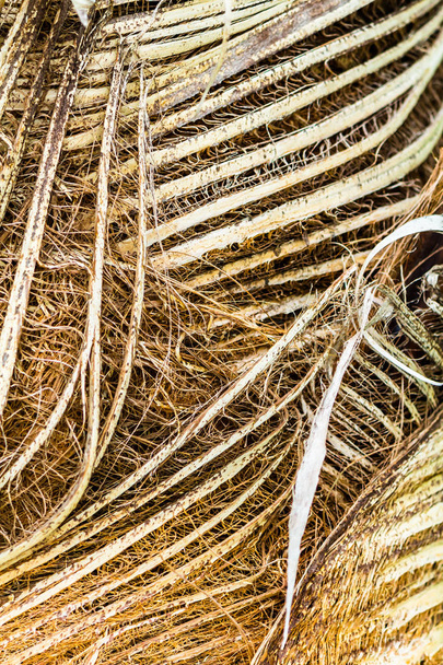 Sztuka abstrakcyjna z kokosu liść pochwy. - Zdjęcie, obraz