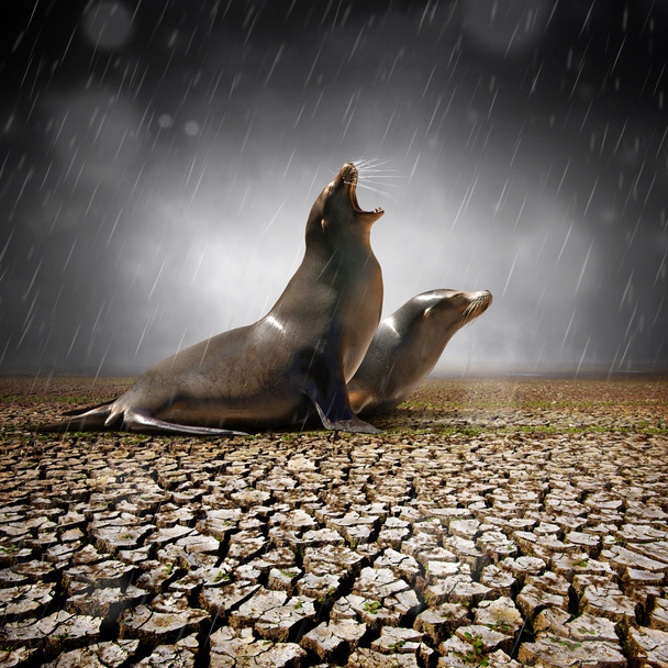 Two seals under heavy rain - Photo, Image