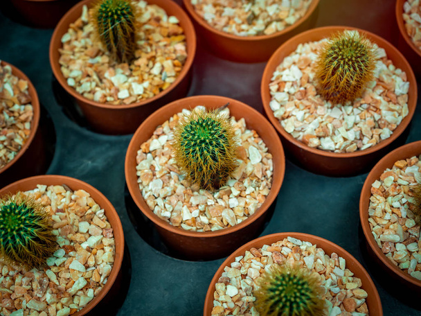 Cactus breeding. Cactus in plastic pot in cactus farm shop. - Photo, Image
