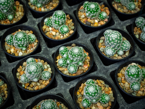 Kaktus hodowli. Kaktus w plastikowym garnku w Kaktus Farm Shop. - Zdjęcie, obraz