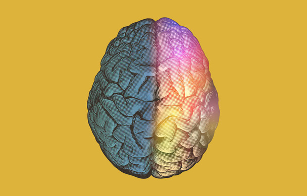 Αριστερά και δεξιά ημισφαιρίων του εγκεφάλου λειτουργίες απεικόνιση  - Διάνυσμα, εικόνα