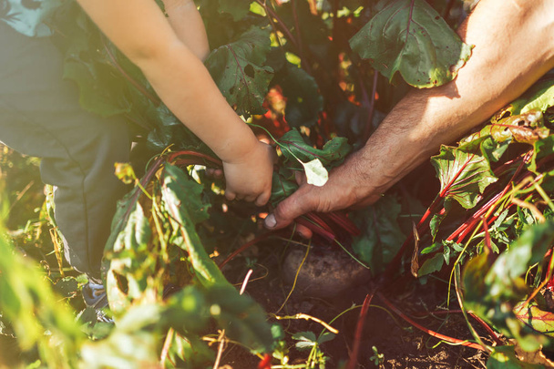 Фермерські руки тримають купу свіжозібраних буряків і садових лопатей
 - Фото, зображення