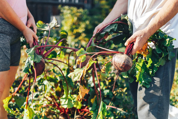 Farmer hands holding a bunch of freshly harvested beetroots and a garden spade - Fotografie, Obrázek