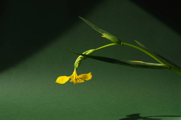 Flower of yellow iris on a green background. - Фото, зображення