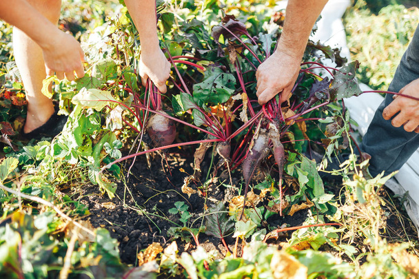Farmer hands holding a bunch of freshly harvested beetroots and a garden spade - 写真・画像