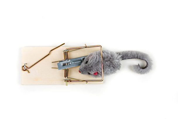 Rato de brinquedo cinza rondando uma armadilha de rato de madeira
 - Foto, Imagem