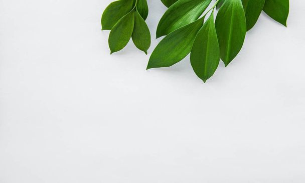 Tropical leaves and monstera leaf - Fotografie, Obrázek