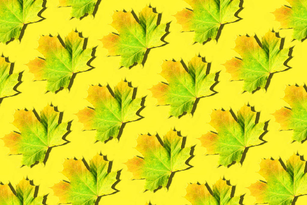 Golden autumn concept. Maple leaves pattern on yellow background. Top view. Colors of fall - 写真・画像