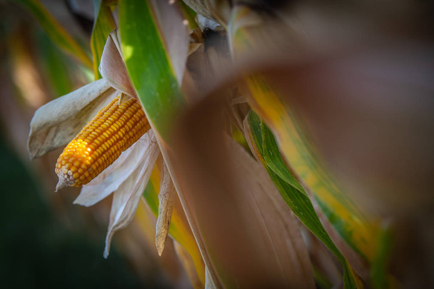 Corn cob with green leaves growth in agriculture field outdoor - Photo, Image