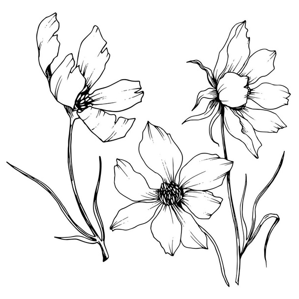 Vector Cosmos floral botanical flowers. Black and white engraved ink art. Isolated cosmea illustration element. - Vecteur, image