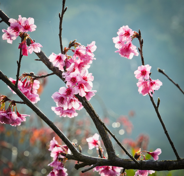 Rózsaszín cseresznyevirág - Fotó, kép