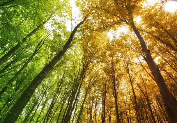 Η εποχή του χρόνου αλλάζει στο δάσος - Φωτογραφία, εικόνα