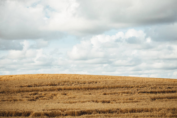 View on yellow wheat field on cloudy sky background - Fotoğraf, Görsel
