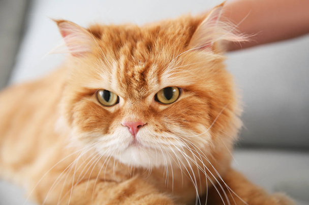 carino gatto persiano a casa
 - Foto, immagini