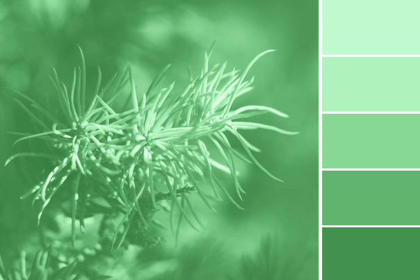 Tavolozza di colori naturali 2020 verde menta
 - Foto, immagini