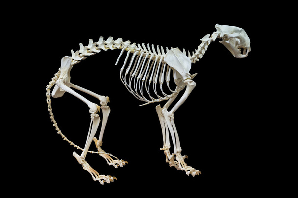 σκελετός του τίγρη. - Φωτογραφία, εικόνα