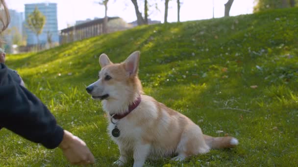 Corgi and its owner on the grass - Footage, Video