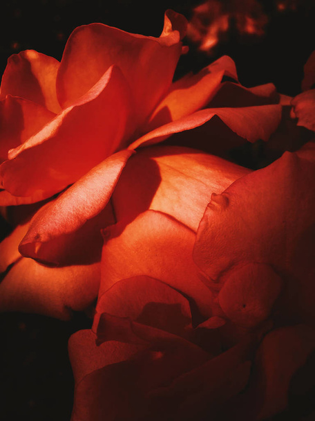 Csodálatos virágzó Rózsa virág naplementekor, virágos szépség háttérb - Fotó, kép