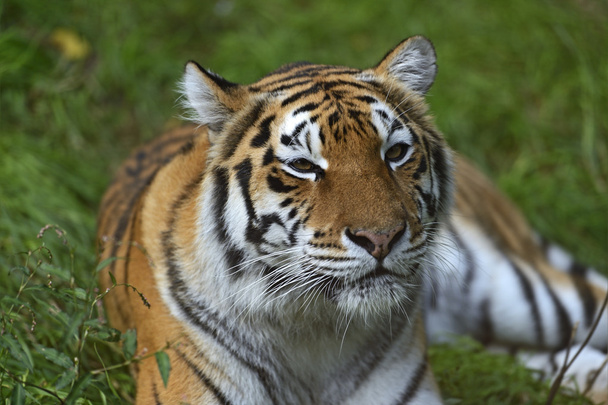 Portrait of a tiger - Foto, Imagen