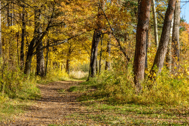 Early autumn in the forest - Zdjęcie, obraz