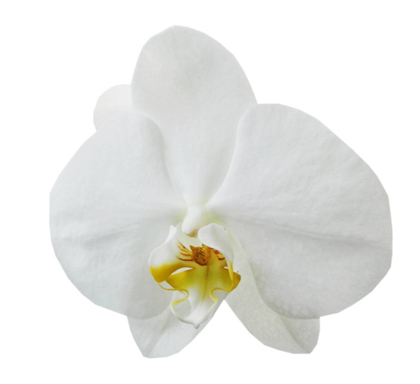 Beautiful big or white orchid isolated - Foto, Imagem