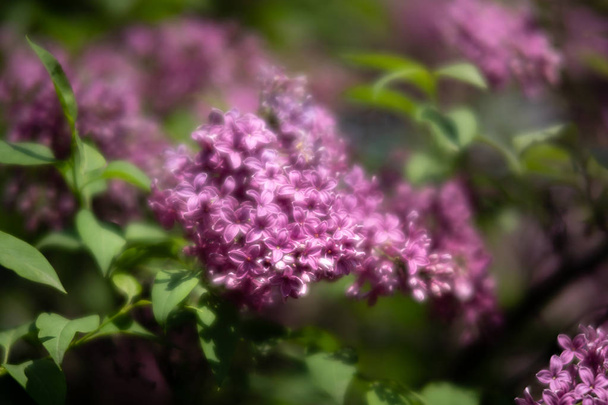 pembe leylak çiçek dalı - Fotoğraf, Görsel