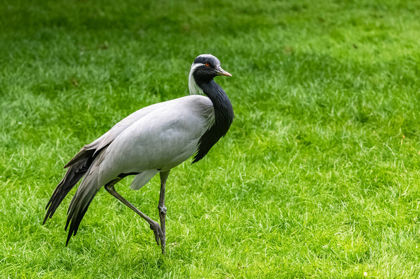 grúa Demoiselle, hermoso pájaro de pie sobre la hierba
 - Foto, Imagen