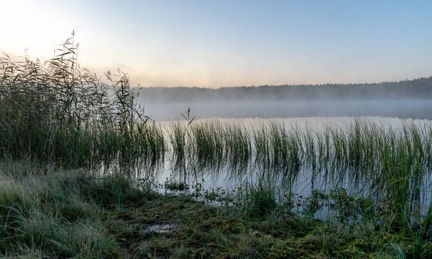 Vistas panorámicas desde el pantano, paisaje matutino con niebla sobre un pequeño lago forestal y pantano en la mañana de otoño, heladas, hermosos reflejos, lago Driskina, parroquia Raiskums, Letonia
 - Foto, Imagen