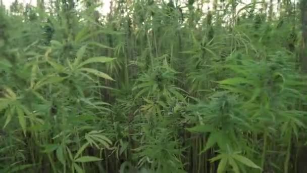 видео уроки выращивания марихуаны