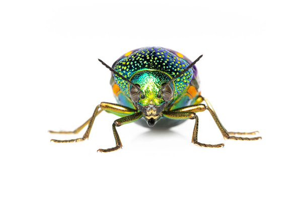 Immagine di scarabeo metallico a zampe verdi (Sternocera aequisignata
)  - Foto, immagini