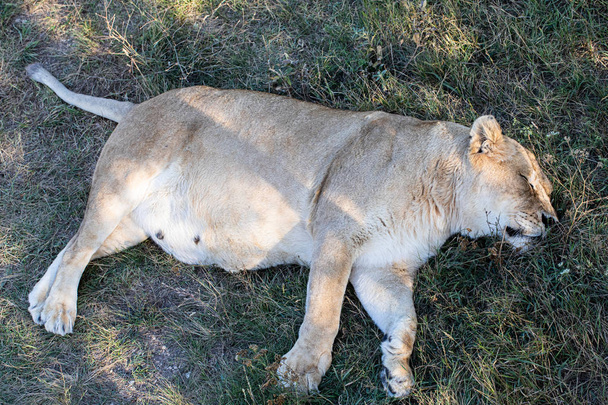 Lioness lying on the ground - Foto, afbeelding
