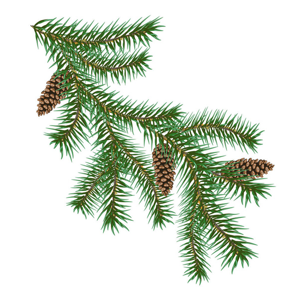 Christmas tree branches - Vektor, kép