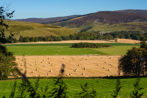 Vista di fieno Bales pecore e colline in una fattoria nel Scottis
 - Foto, immagini