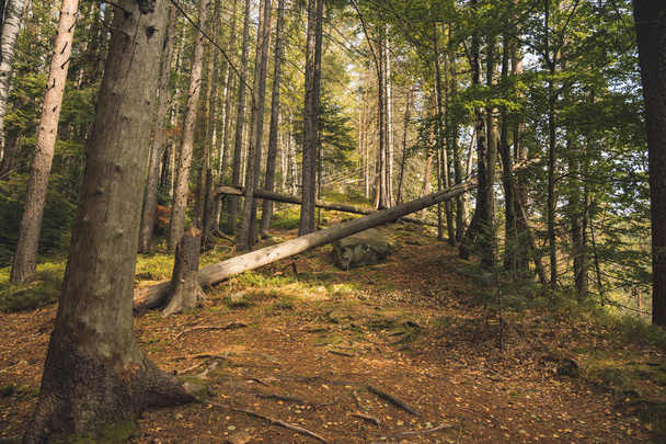 естественная вырубка деревьев осенью коричневого цвета
  - Фото, изображение