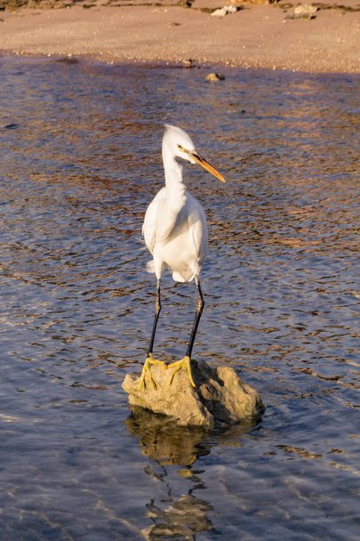 Garza blanca de pie sobre una roca contra la orilla del mar
 - Foto, imagen