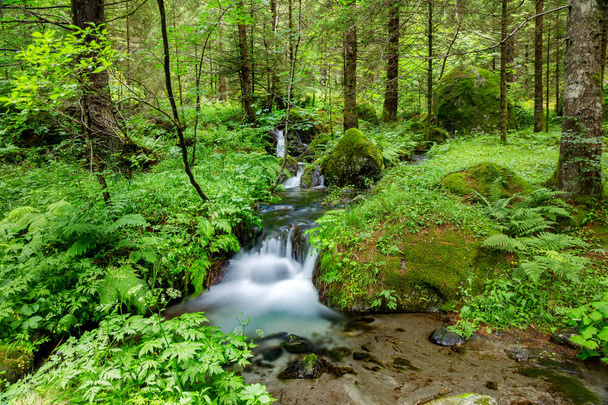 buja erdő vízfolyással - Fotó, kép