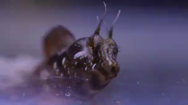 Відео середземноморської білявої риби на підводній сцені - Кадри, відео