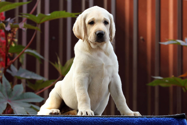 a labrador puppy on a blue background - Photo, Image
