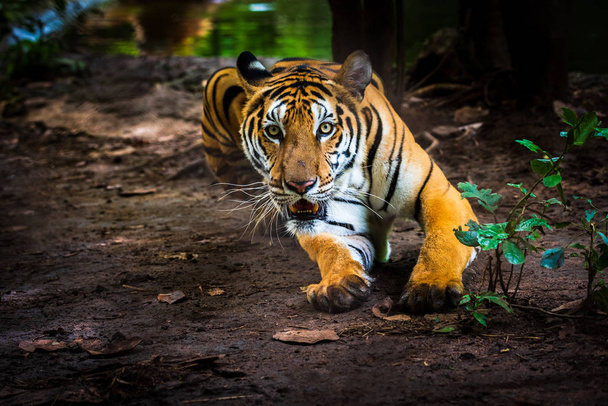 Asian tiger in tropical forest - Photo, image