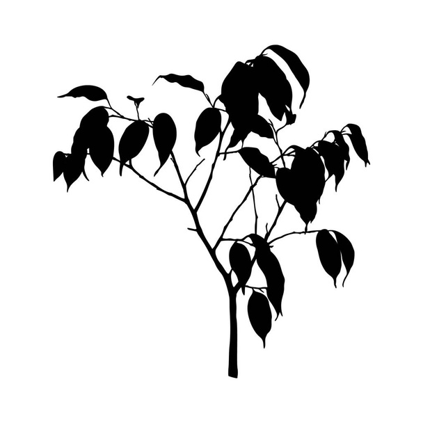 Planta de Ficus Negro Silueta aislada sobre fondo blanco. Ilustración vectorial
 - Vector, Imagen