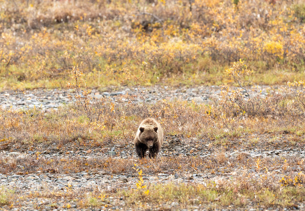 Grizzlybär-Junges im Herbst in Alaska - Foto, Bild
