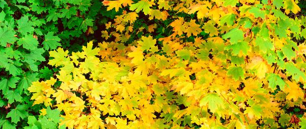 groene en gele esdoorn bladeren in de herfst. Horizontale fotografie. Concept-een kleurrijke screensaver voor de site en artikel. - Foto, afbeelding